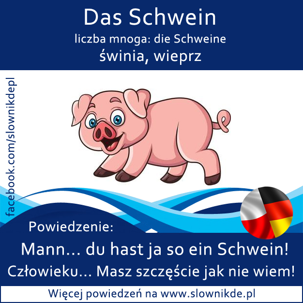 Schwein