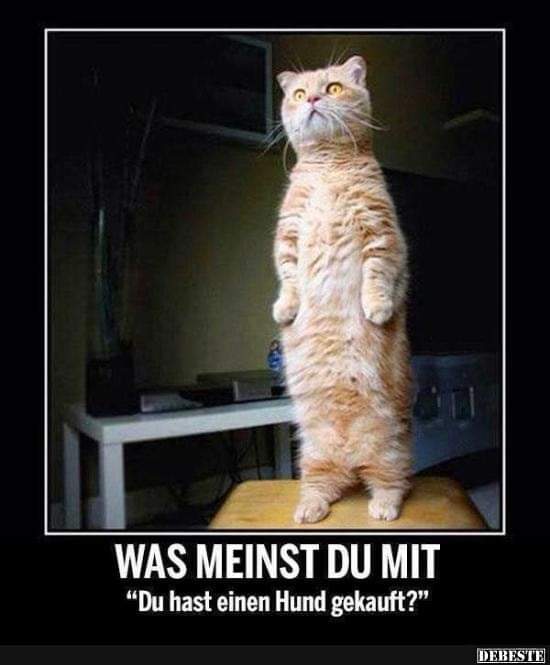 der Hund - pies