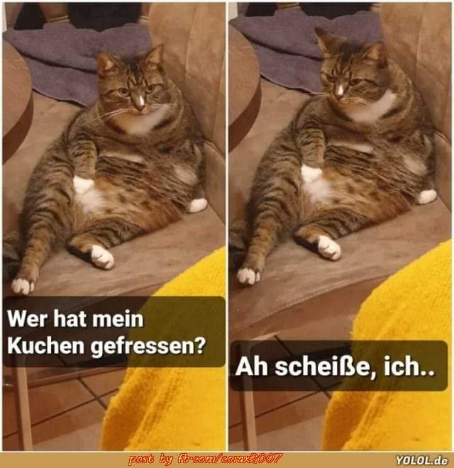 der Kuchen - ciasto, placek, ciastko