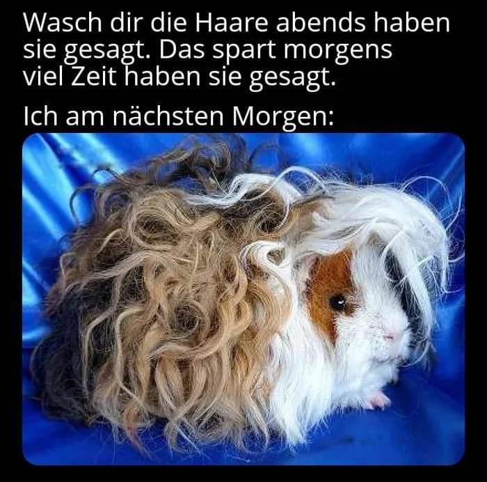 das Haar - włos, włosy, owłosienie