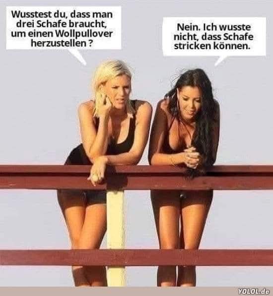 das Schaf - owca, baran