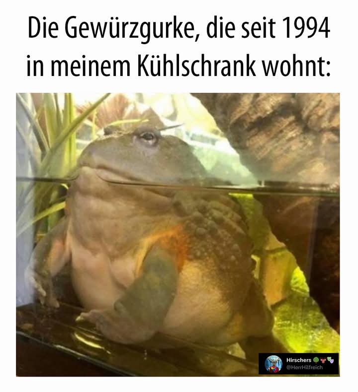 die Gewürzgurke - ogórek konserwowy, korniszon